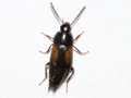 Tachinus subterraneus